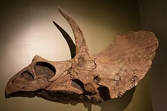อีโอไตรเซอราทอปส์ (Eotriceratops)