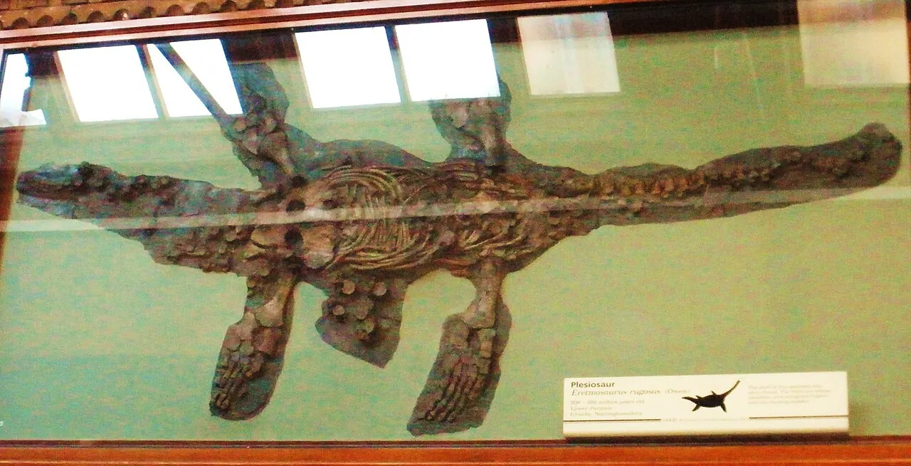 เอเรตโมซอรัส (Eretmosaurus)