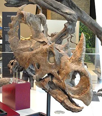 ยูเซนโทรซอรัส (Eucentrosaurus)