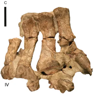 ยูคนีมีซอรัส (Eucnemesaurus)