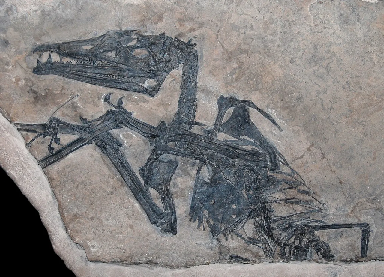 ยูดิมอร์โฟดอน (Eudimorphodon)