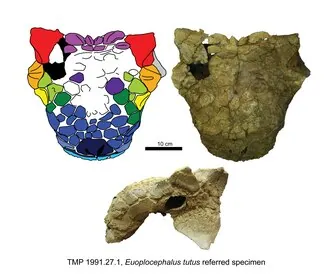 ยูโอพลอเซฟาลัส (Euoplocephalus)