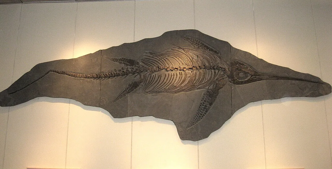 ยูไรโนซอรัส (Eurhinosaurus)