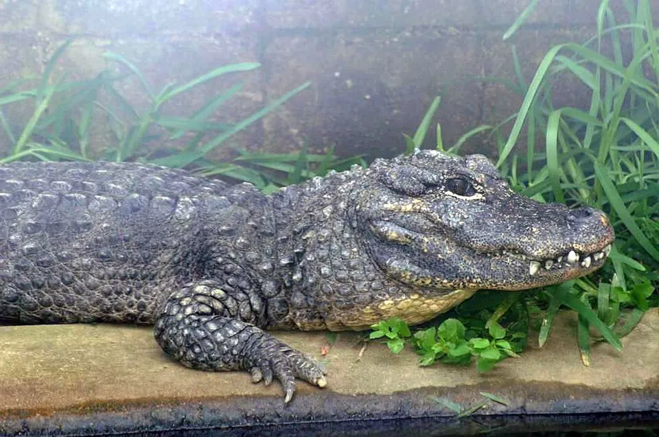 ยูรีเซฟาโลซูคัส (Eurycephalosuchus)