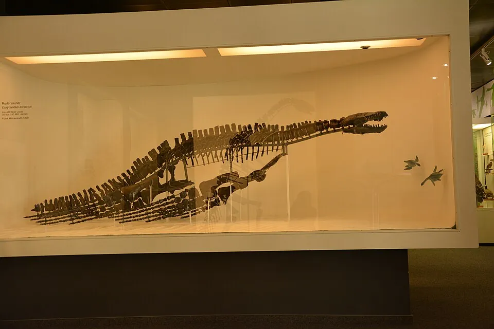 ยูริคลีดุส (Eurycleidus)