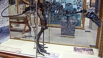 ยูสเตรปโตสปอนดิลัส (Eustreptospondylus)