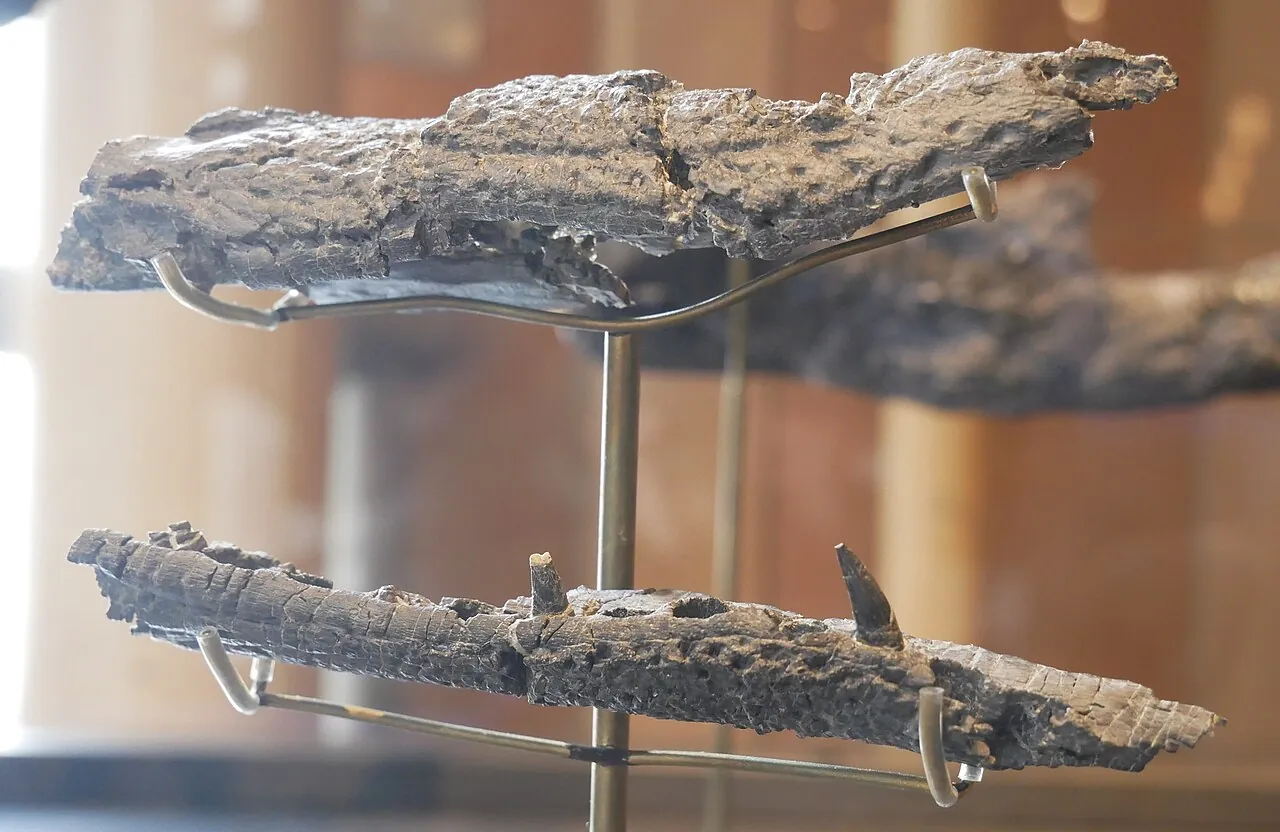 ยูเทรเทาราโนซูคัส (Eutretauranosuchus)