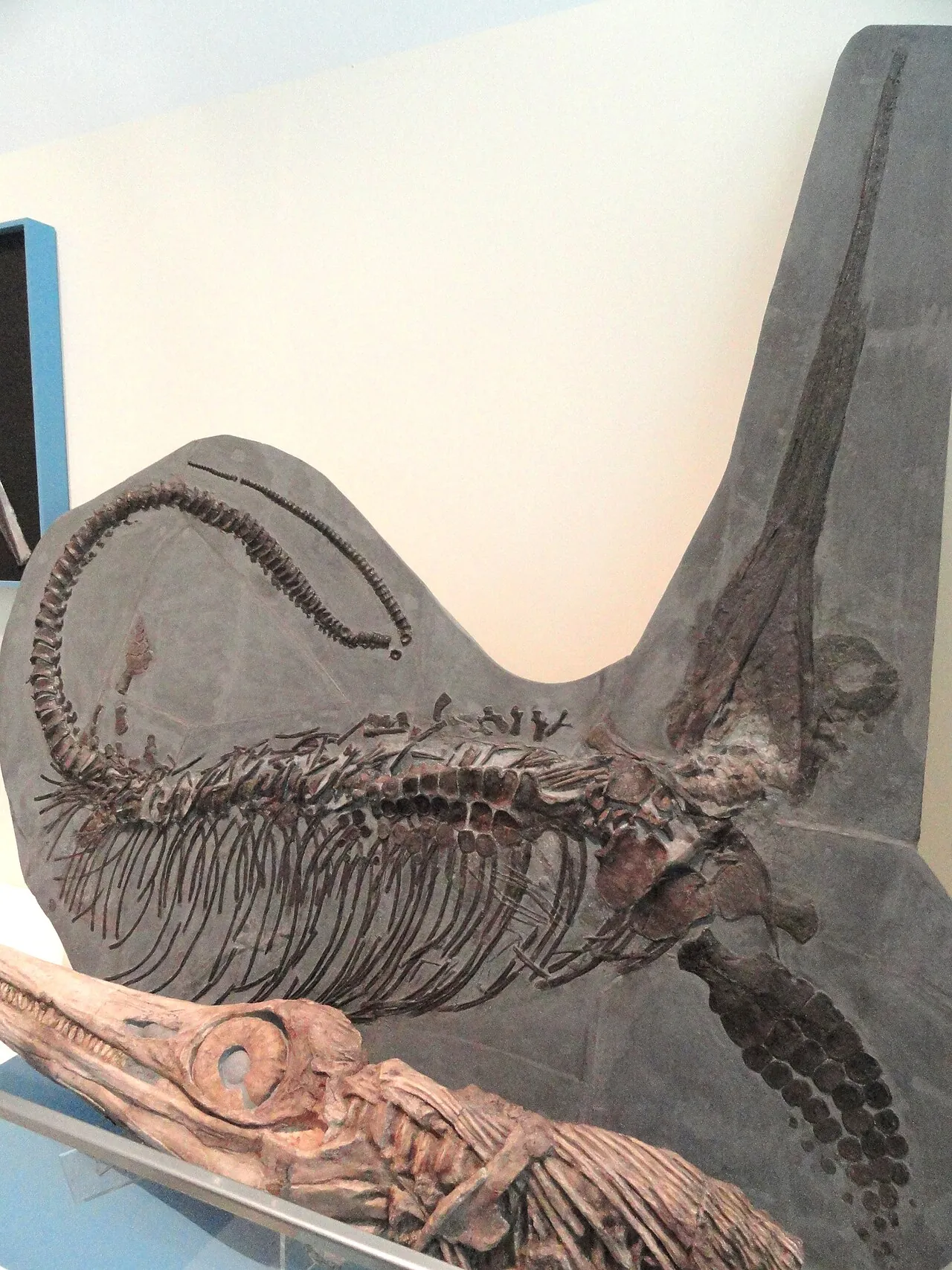 เอ็กซ์คาลิโบซอรัส (Excalibosaurus)