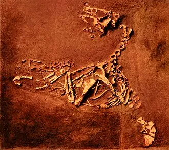 เฟเนสโตรซอรัส (Fenestrosaurus)