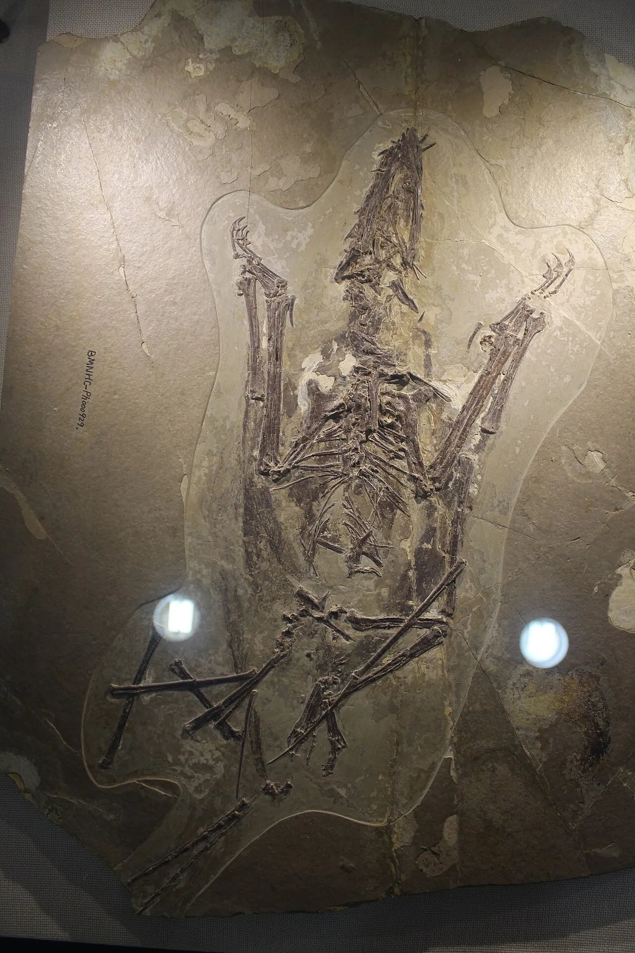 เฟิงหวงออปเทอรัส (Fenghuangopterus)