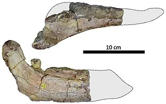 เฟเรนเซอราทอปส์ (Ferenceratops)