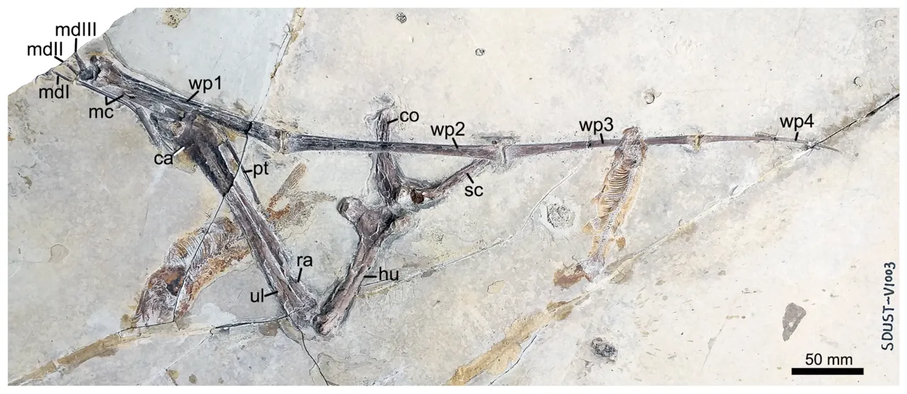 ฟอร์เฟ็กซอปเทอรัส (Forfexopterus)