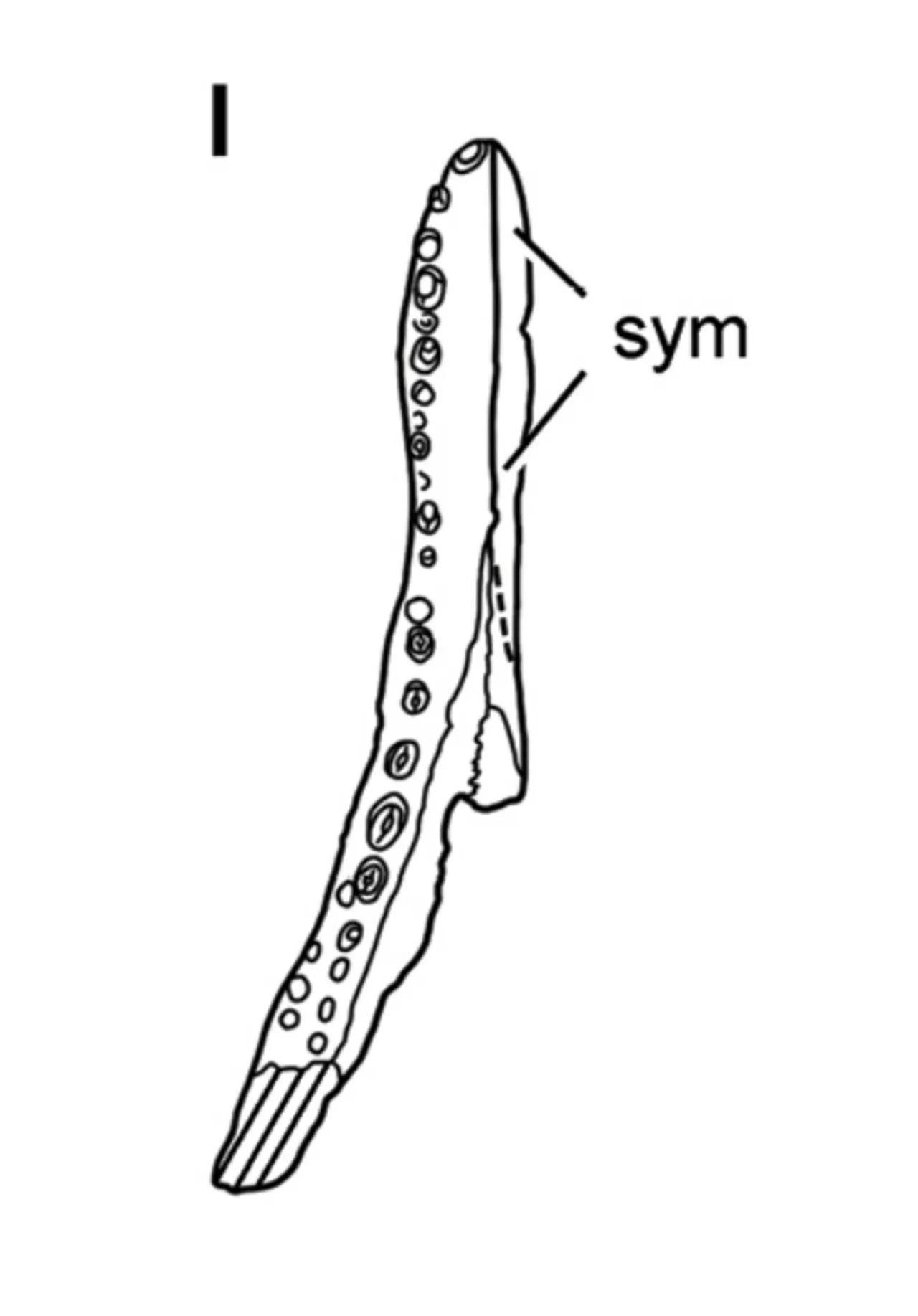 ฟอร์ทิกแนทัส (Fortignathus)
