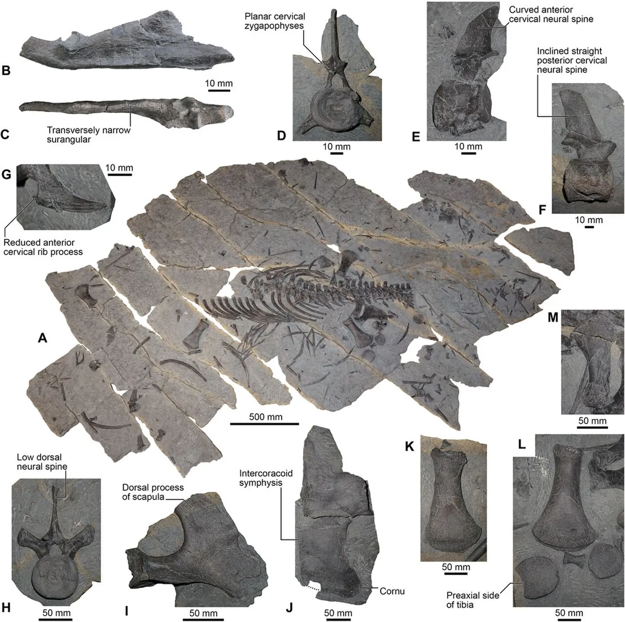 ฟรังโคเนียซอรัส (Franconiasaurus)