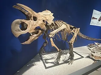 ฟูร์คาโตเซราทอปส์ (Furcatoceratops)