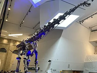 ฟูตาลองโกซอรัส (Futalognkosaurus)