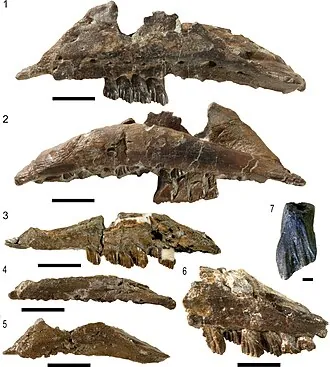 กัลเลโอโนซอรัส (Galleonosaurus)