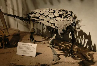 การ์กอยโลซอรัส (Gargoyleosaurus)