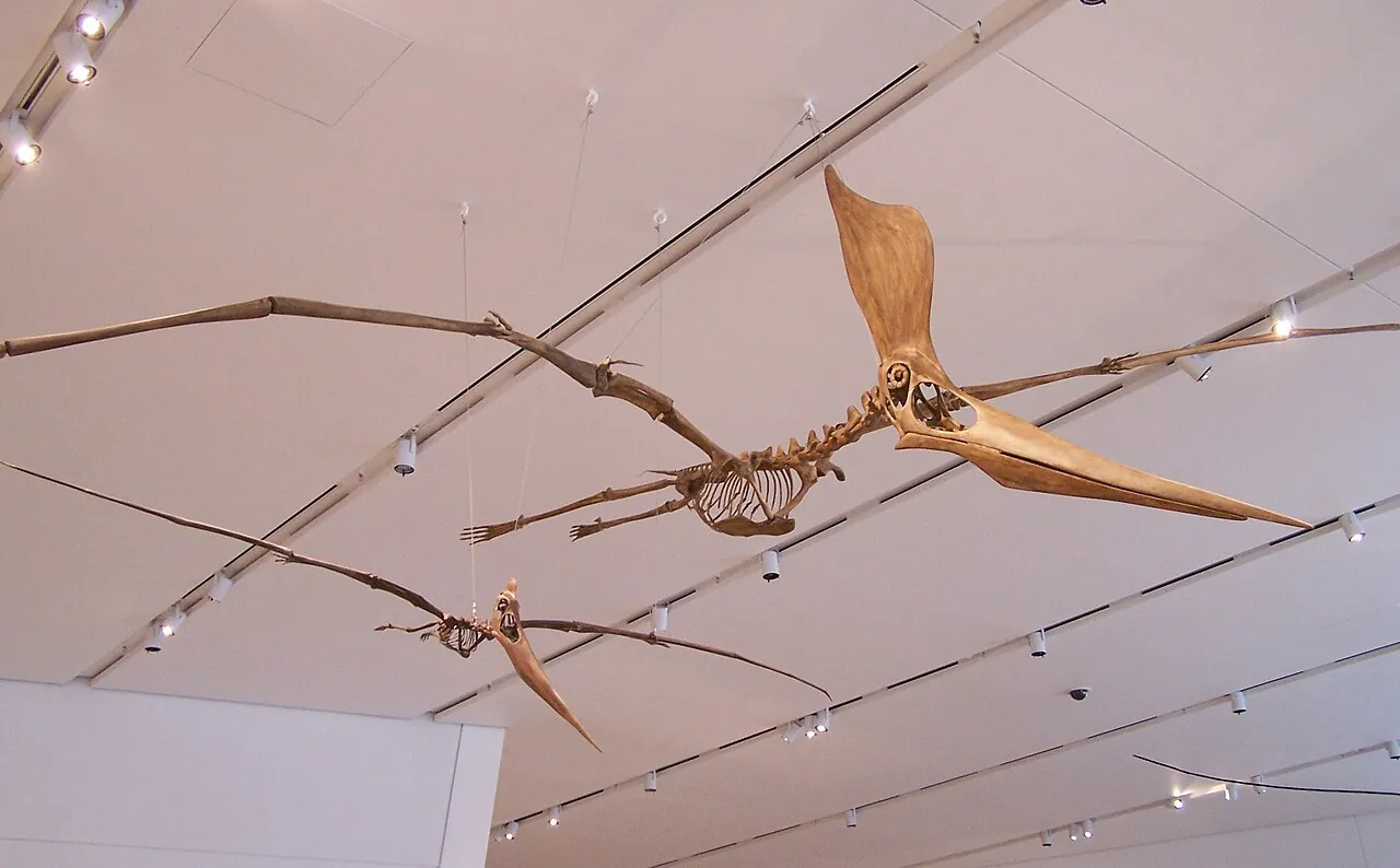 จีโอสเติร์นเบอร์เจีย (Geosternbergia)