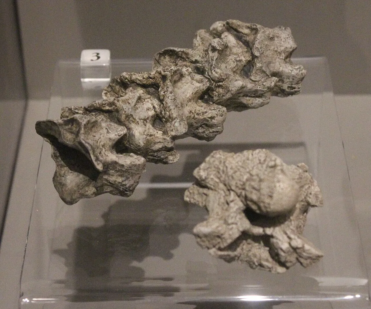 ไจแกนโทฟิส (Gigantophis)
