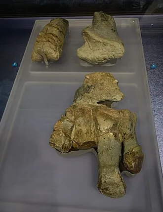 กลาซิอาลิซอรัส (Glacialisaurus)