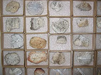 ไกลป์โตดอนโตเปลตา (Glyptodontopelta)
