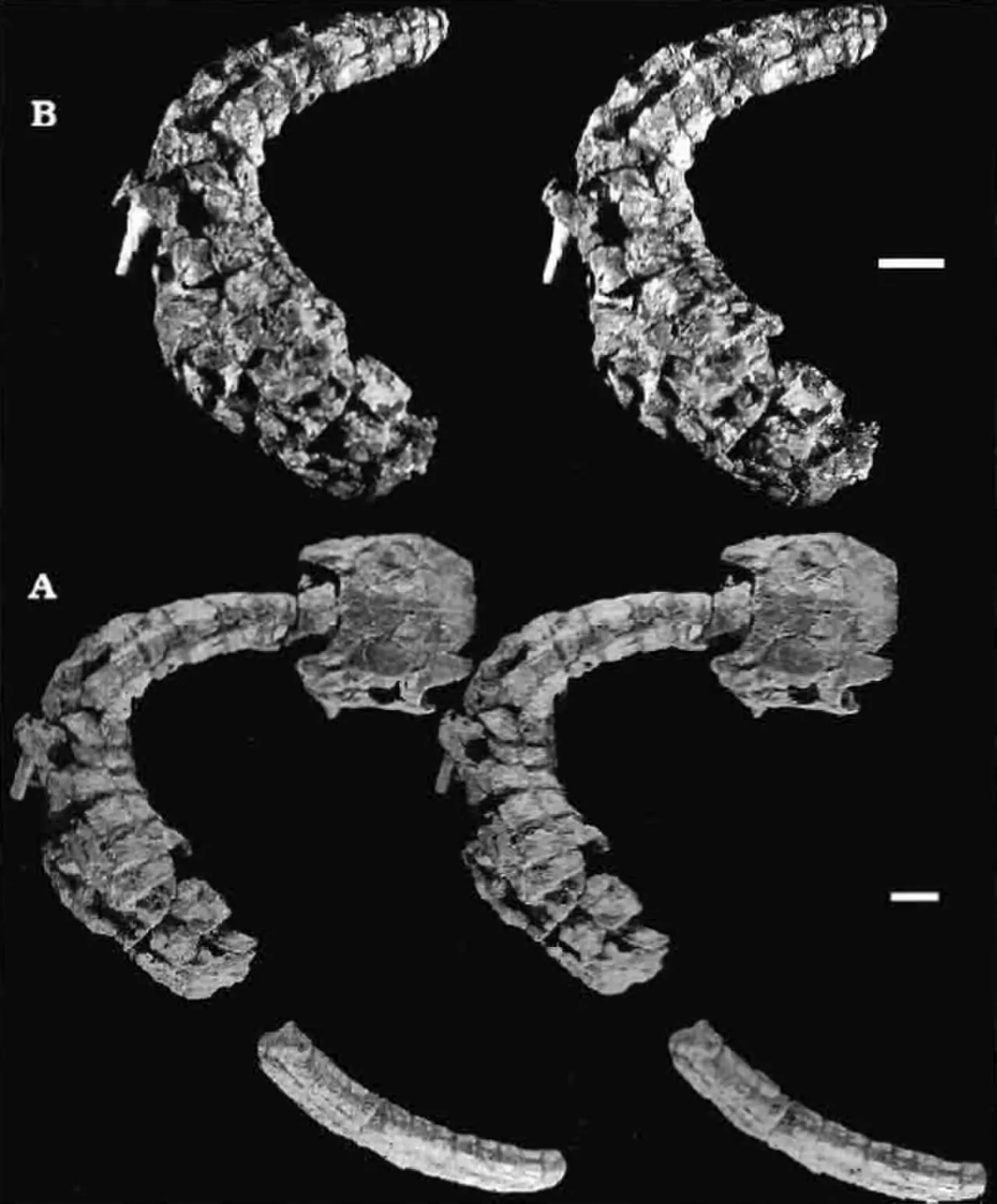 โกบิโอซูคัส (Gobiosuchus)