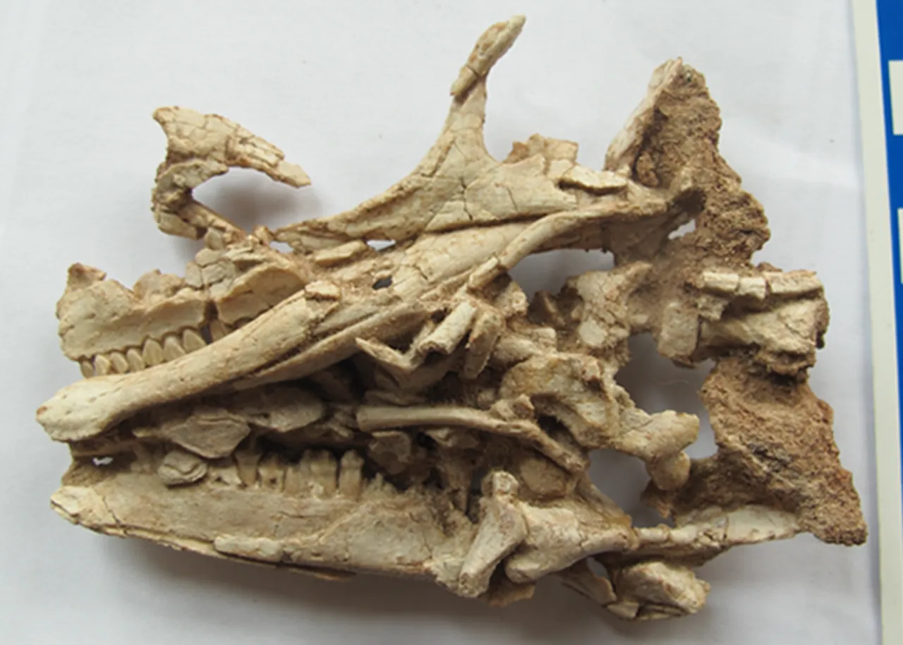 กงบูซอรัส (Gongbusaurus)