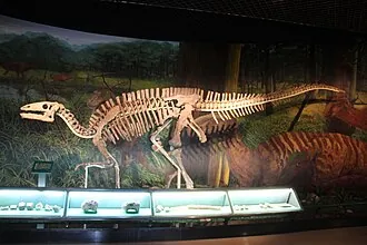 กงโปเฉวียนซอรัส (Gongpoquansaurus)