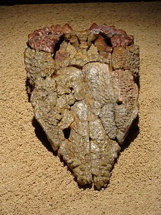 โกโยเซฟาลี (Goyocephale)