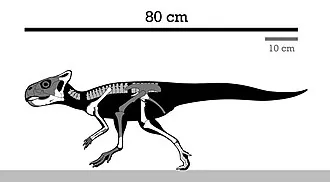 กราซิลิเซราทอปส์ (Graciliceratops)