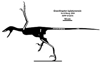 เกรซิลิแรปเตอร์ (Graciliraptor)