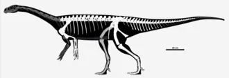 กัวอีบาซอรัส (Guaibasaurus)
