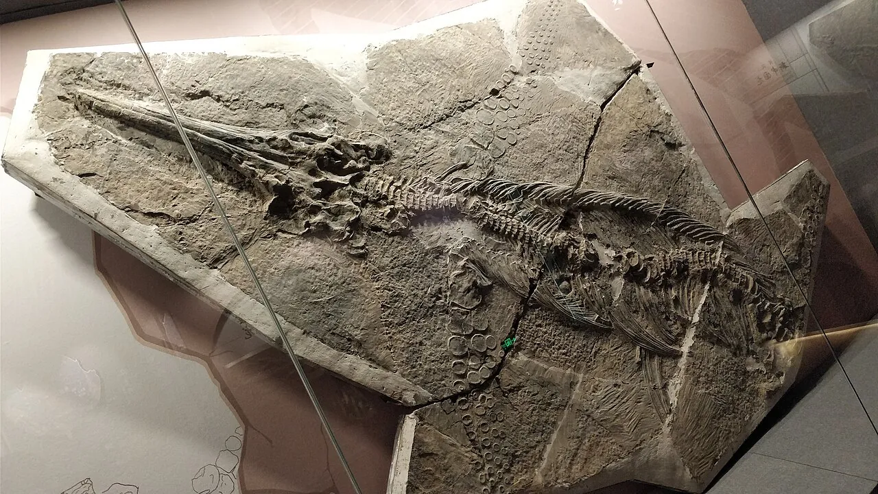 กุ้ยโจวอิกทิโอซอรัส (Guizhouichthyosaurus)