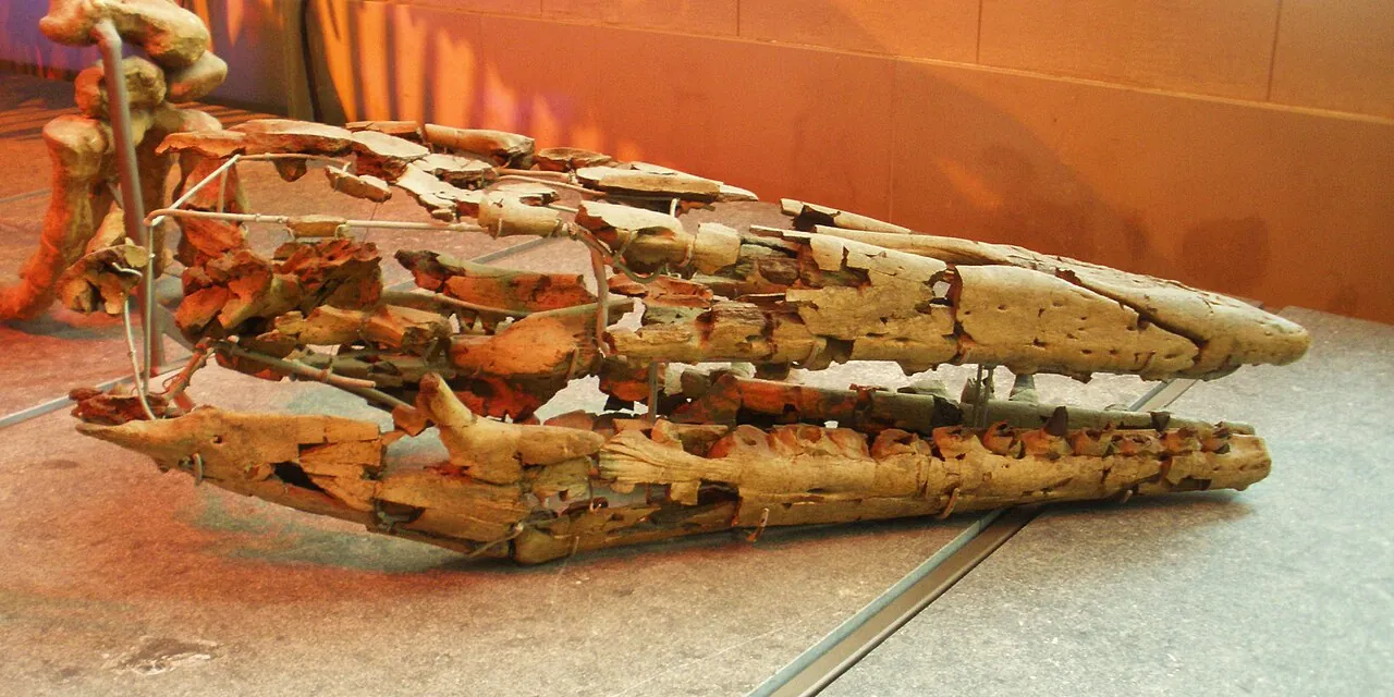 ไฮโนซอรัส (Hainosaurus)