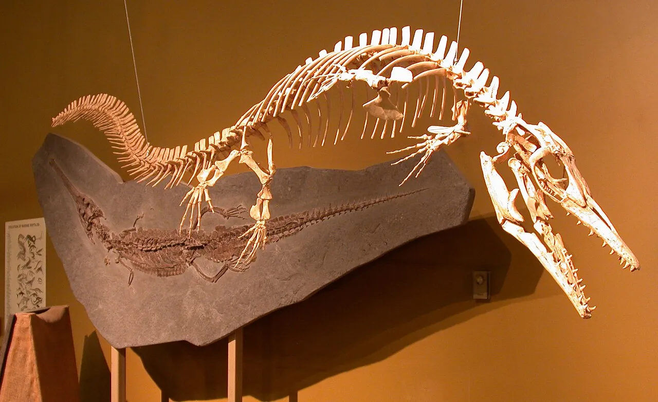 ฮาลิซอรัส (Halisaurus)