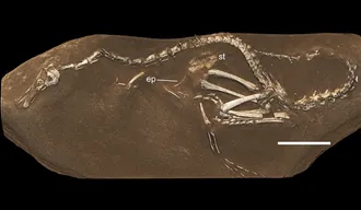 ฮัลซกาแรปเตอร์ (Halszkaraptor)