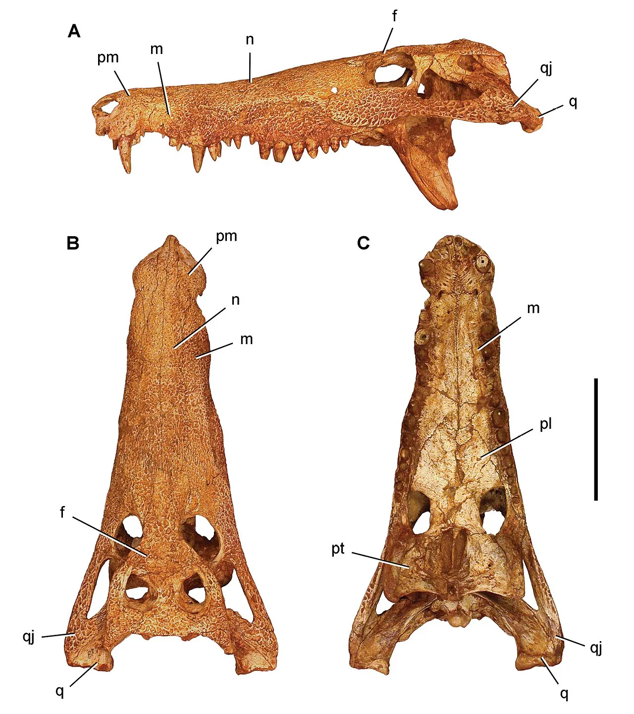 ฮามาดาซูคัส (Hamadasuchus)