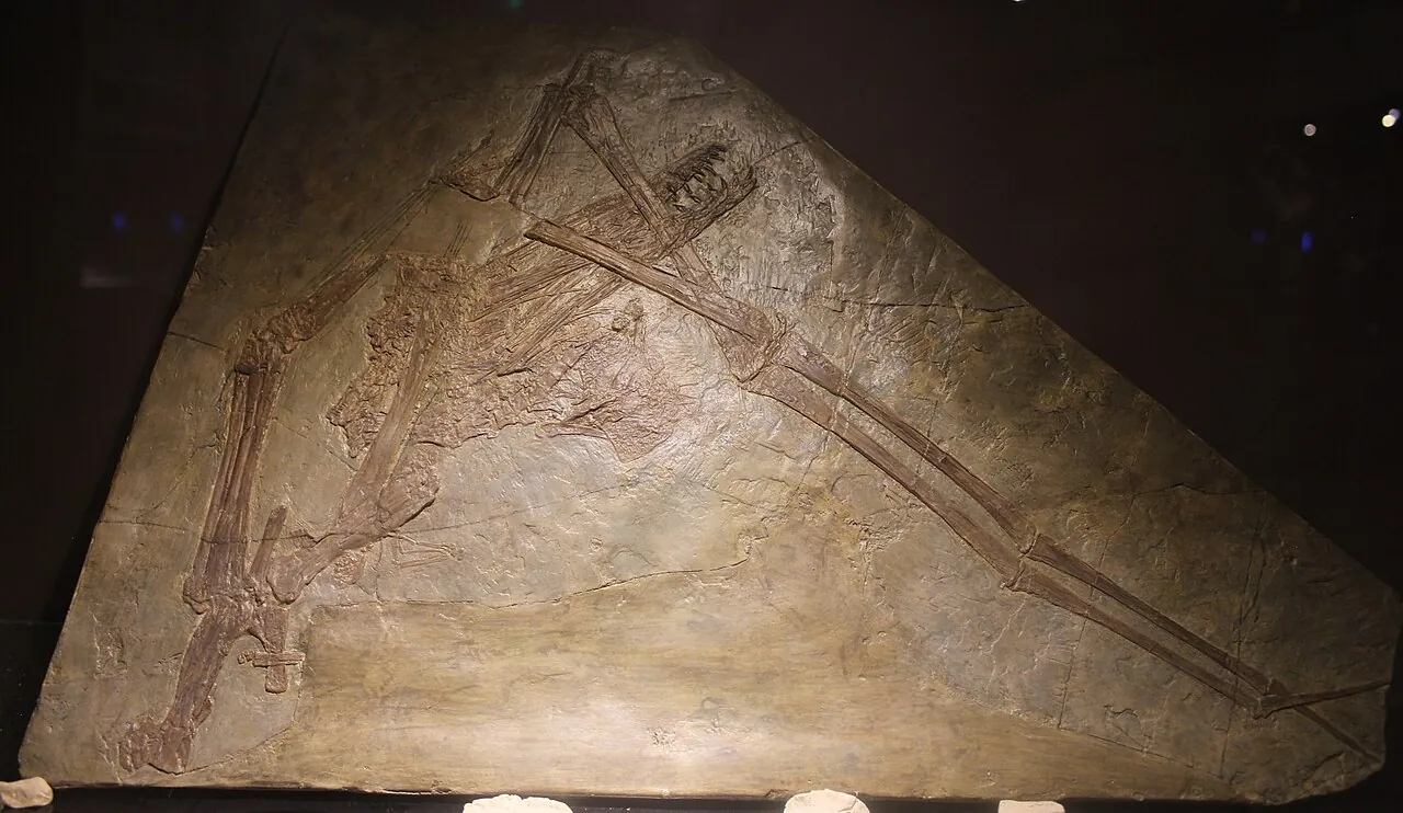 ฮาวอปเทอรัส (Haopterus)