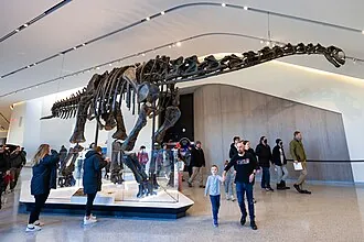 แฮปโลแคนโทซอรัส (Haplocanthosaurus)