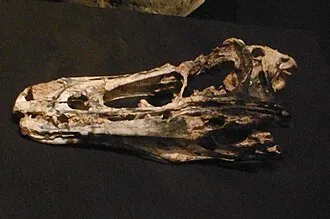 แฮปโลไคเรัส (Haplocheirus)