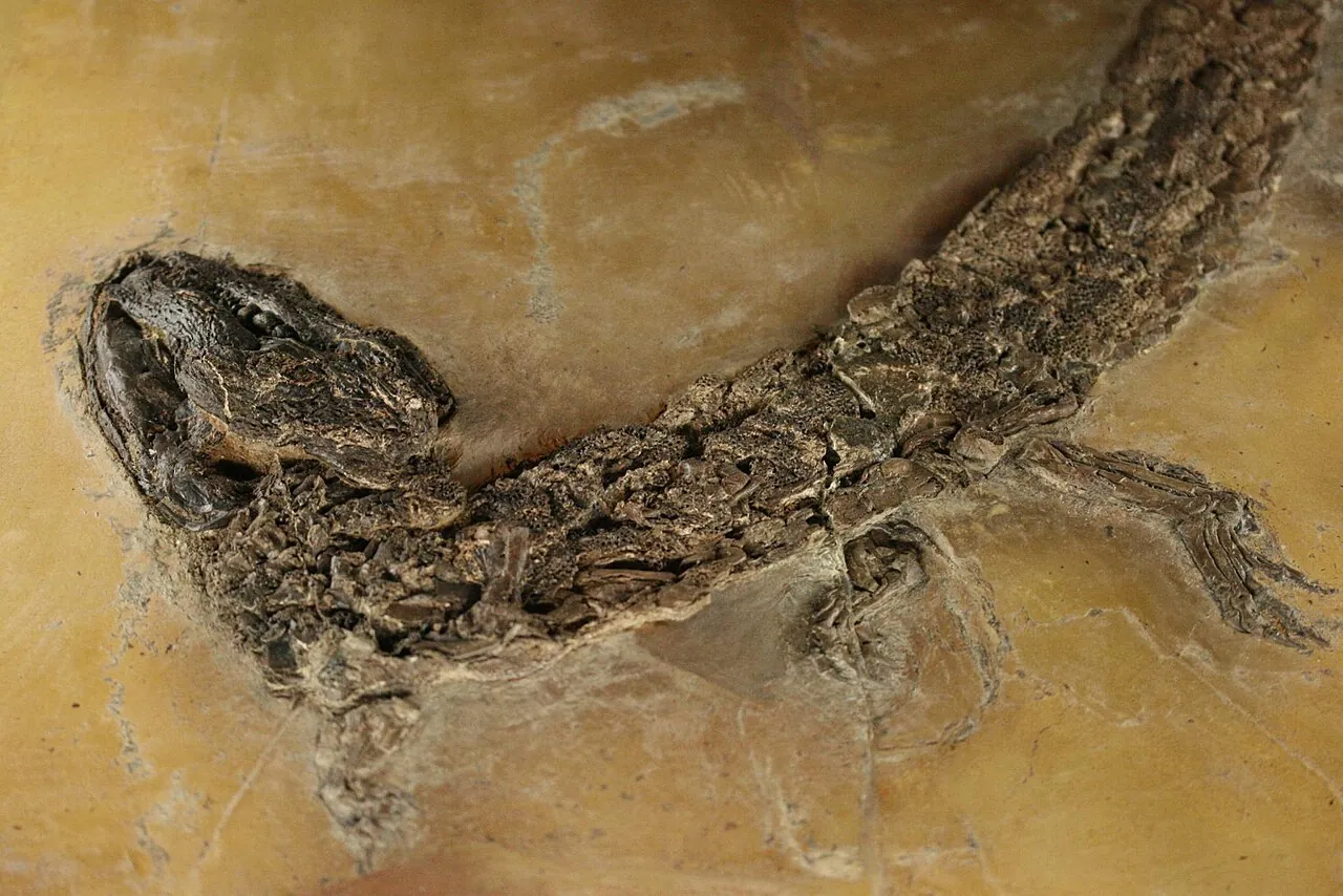ฮัสเซียโคซูคัส (Hassiacosuchus)
