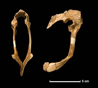 เฮสเพอโรไนคัส (Hesperonychus)