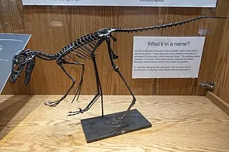 เฮสเปอร์ออร์นิทอยดีส (Hesperornithoides)