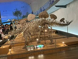 เฮสเพอโรซอรัส (Hesperosaurus)