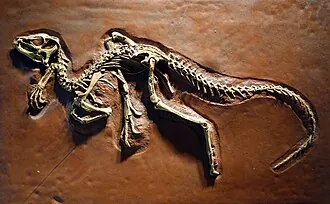 เฮเทอโรดอนโทซอรัส (Heterodontosaurus)