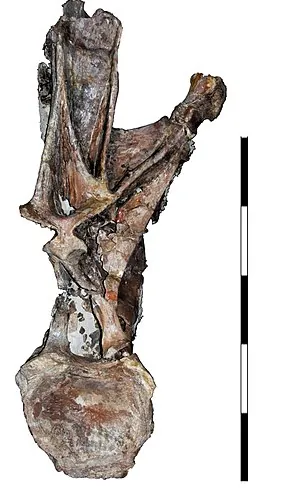 ฮิสทรีอาซอรัส (Histriasaurus)