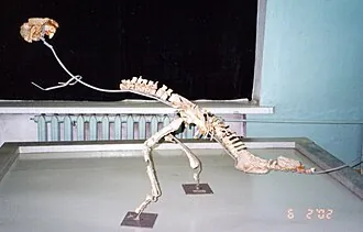 โฮมาโลเซฟาลี (Homalocephale)