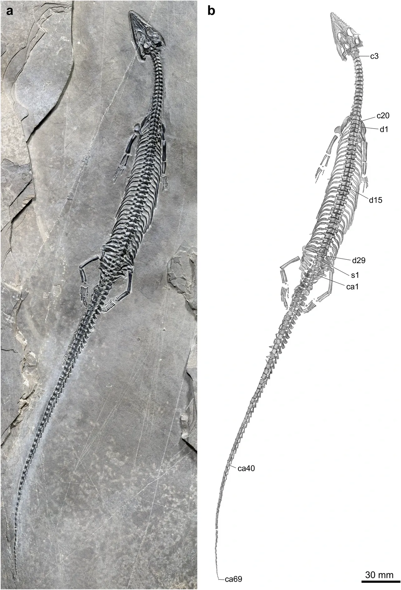 หงเหอซอรัส (Honghesaurus)