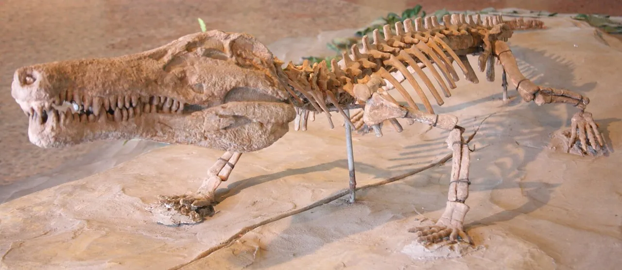 ซีโซซุคัส (Hsisosuchus)